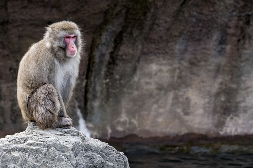 japanese macaque monkey portrait while looking at you