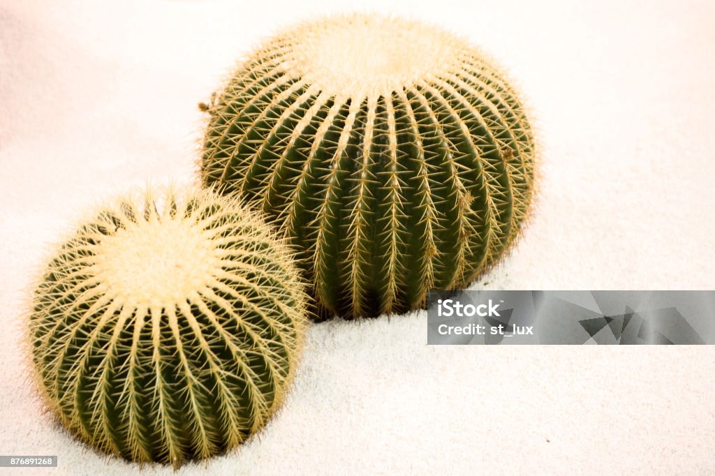 Cactus closeup Golden Barrel Cactus Stock Photo