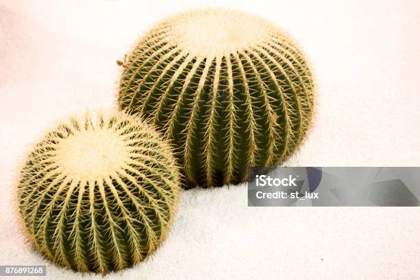 Cactus Closeup Stock Photo - Download Image Now - Golden Barrel Cactus, Arid Climate, Barrel