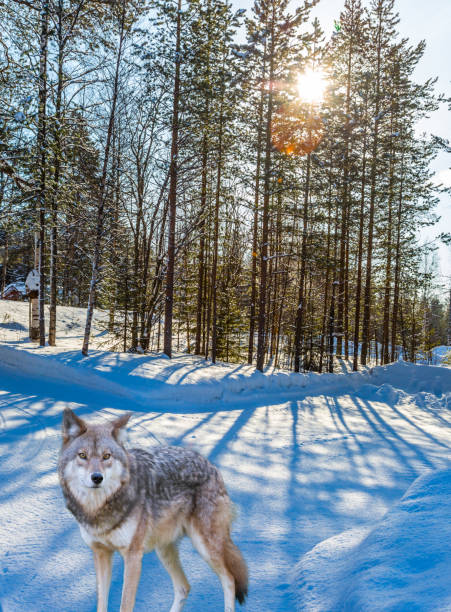 Beautiful wolf on the edge of forest
