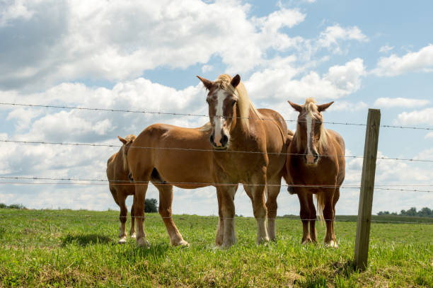 istock Horses beyond the Fence in the Pasture 876895300