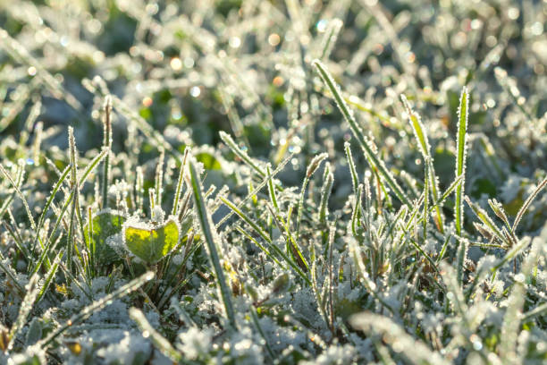 istock green grass on a meadow covered with snow 876896362