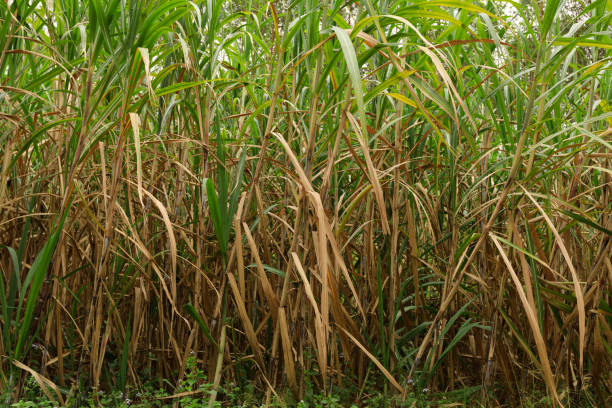 istock Sugarcane plants growing at field 876898442
