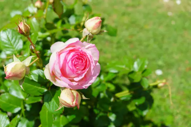 Photo of Close up beautiful large pink rose in the garden , France