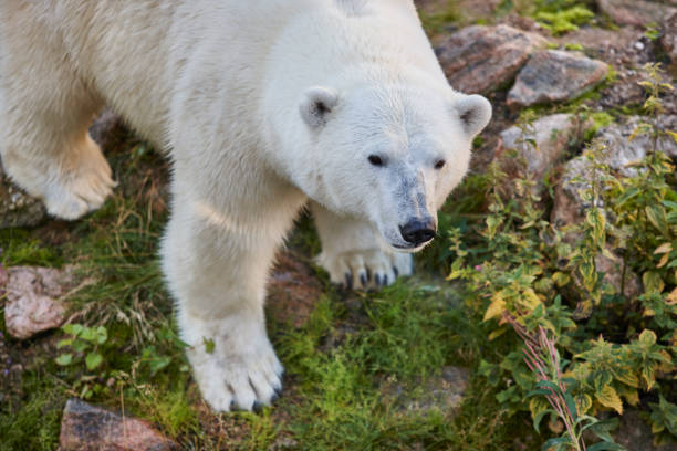 eisbären in der wildnis. tierwelt tier hintergrund - polar bear young animal isolated cub stock-fotos und bilder