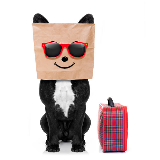 istock dog on vacation with luggage 876915492