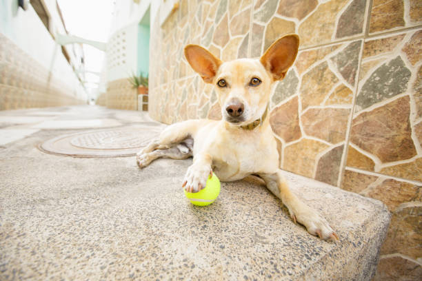 istock dog  waits for a walk 876915682