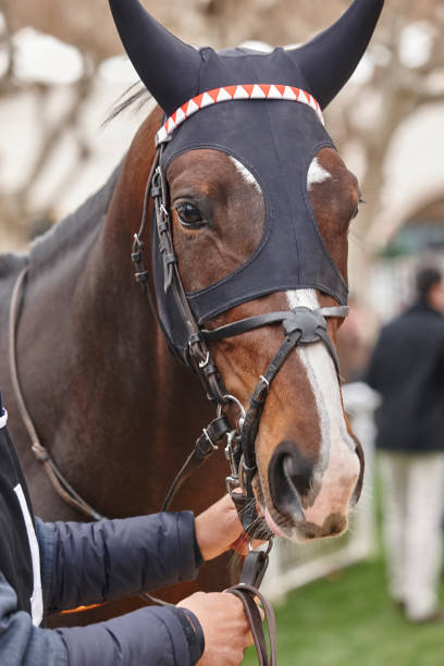 istock Race horse head ready to run. Paddock area. 876915690