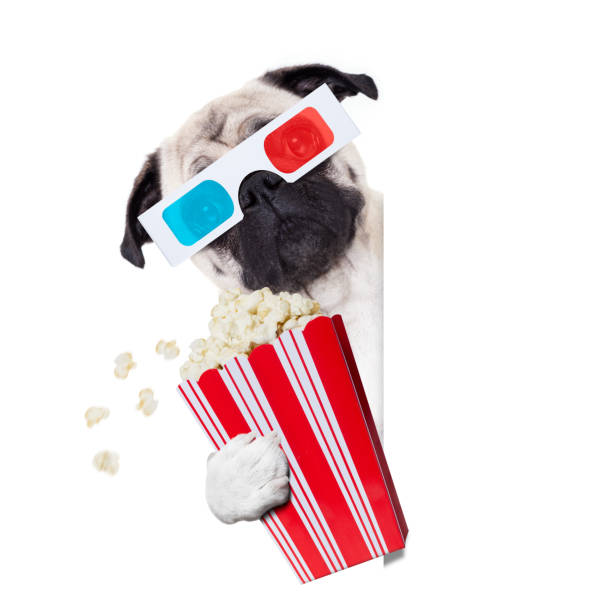 istock dog watching the  movies 876915718