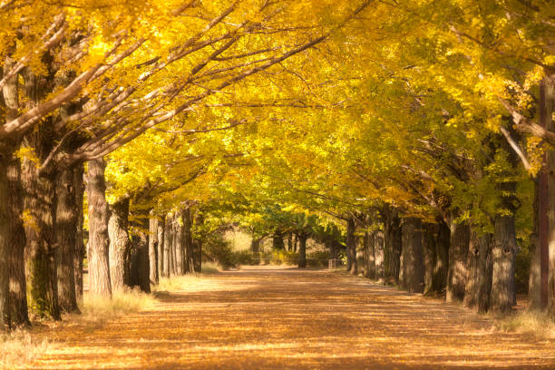 árboles de ginkgo amarillo en el parque - ginkgo tree ginkgo tree japan fotografías e imágenes de stock