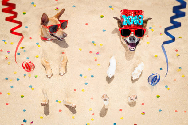 istock happy new year dogs at the beach 876916070