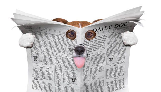 istock spy dog reading a newspaper 876916392