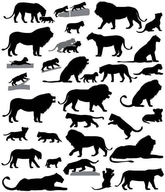 Silhouettes of lions and lion cubs Collection of silhouettes of lions and lion cubs animal family stock illustrations