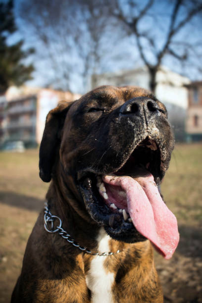 istock Portrait of a boxer/dog 876919396