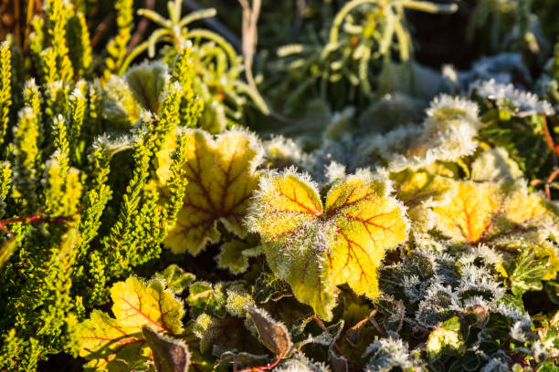 istock Frosty leaves in garden 876923312