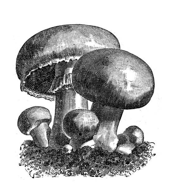 ilustraciones, imágenes clip art, dibujos animados e iconos de stock de agaricus campestris (champiñón de prado seta, campo) champiñón - vertical meadow mushroom vegetable