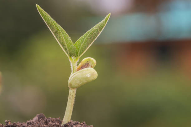 young plant growing in the soil, ecology concept
