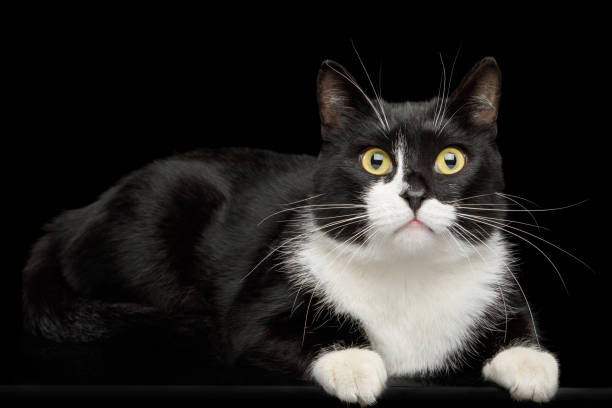 istock Black and White Male Cat on isolated background 876926700