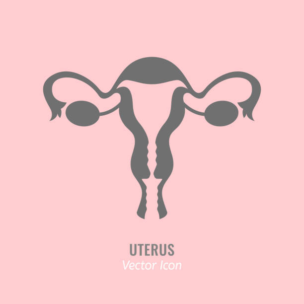 gebärmutter vektor icon - ovary stock-grafiken, -clipart, -cartoons und -symbole