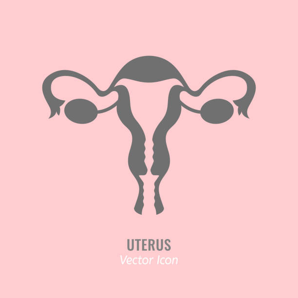 Uterus vector icon Uterus vector icon. Beautiful illustration in flat style isolated on a light pink background. Medical and women healthcare image useful for making logo, symbol or pictogram design. gynecology stock illustrations