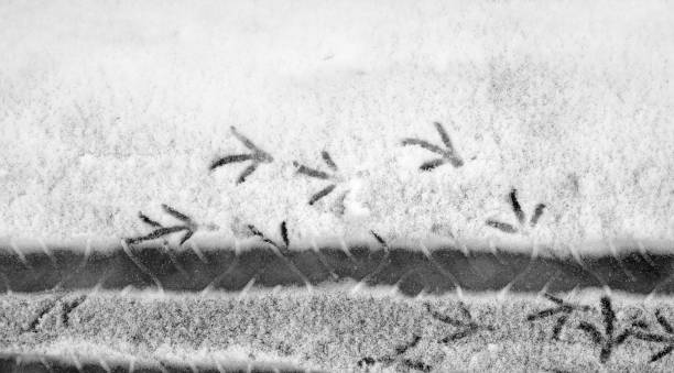 istock Footprints in the snow. Footprints on the first snow. Imprint an 876930660