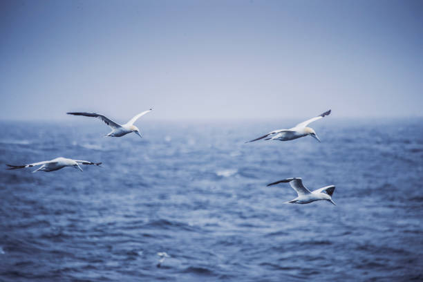 Northern gannet bird out at sea