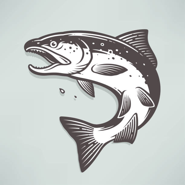 Salmon Fresh salmon trout illustrations stock illustrations