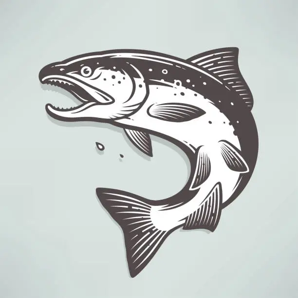 Vector illustration of Salmon