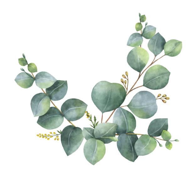 illustrations, cliparts, dessins animés et icônes de couronne de vecteur aquarelle avec vert eucalyptus feuilles et les branches. - éther