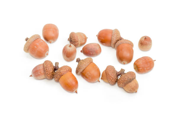 istock Ripe acorns on a white background 876945082