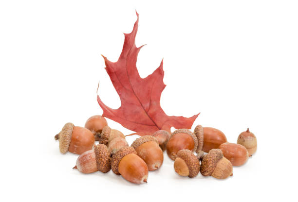 acorns and red oak leaf on a white background - oak leaf oak tree acorn season imagens e fotografias de stock