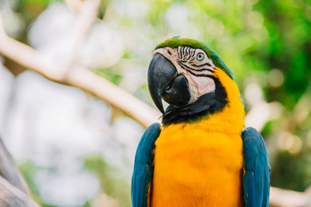 istock Blue yellow Macaw Parrot bird. Ara Ararauna 876948022