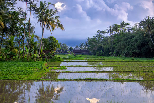 istock Green field rice terrace at sunset. Bali, Indonesia 876948280