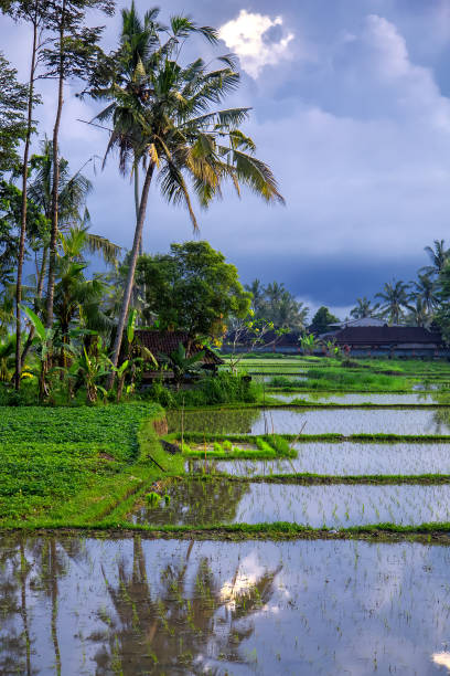 istock Green field rice terrace at sunset. Bali, Indonesia 876948290
