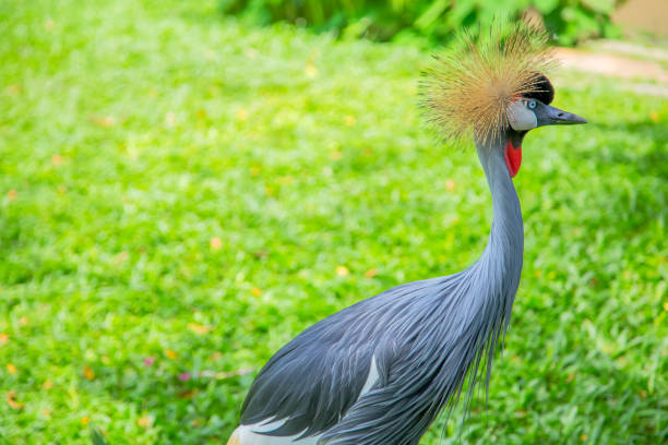 istock Grey crowned crane on green grass. Balearica Regulorum 876948442
