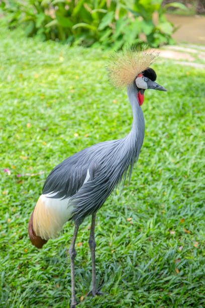 istock Grey crowned crane on green grass. Balearica Regulorum 876948464