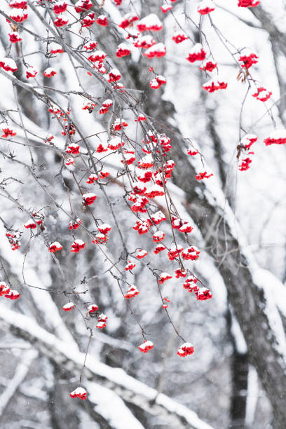 istock Berries of mountain ash in a winter park. 876950760