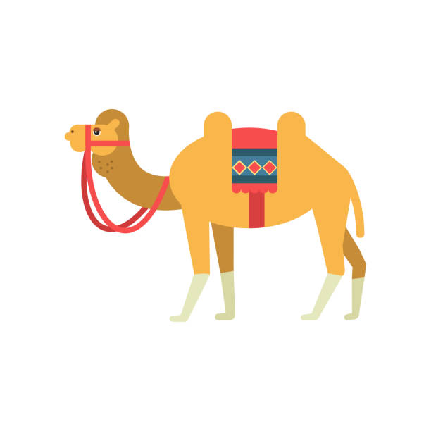 kamel mit sattel und abdeckung auf der rückseite, zwei bucklig wüste, tiersymbol der traditionellen ägyptischen kultur vektor illustration - camel animal dromedary camel desert stock-grafiken, -clipart, -cartoons und -symbole