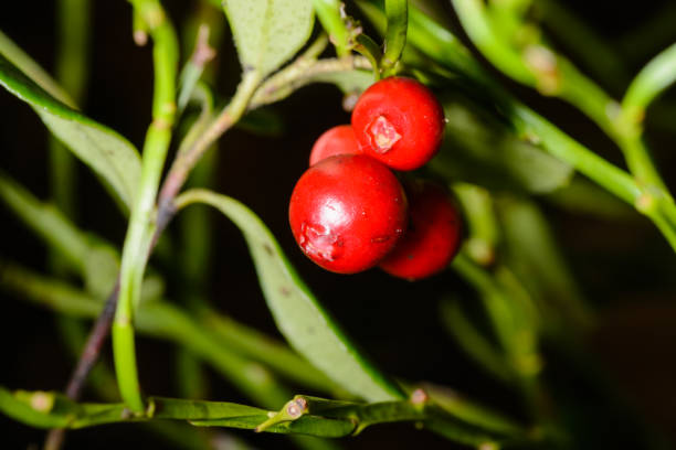 istock cranberries closeup in woods 876950974