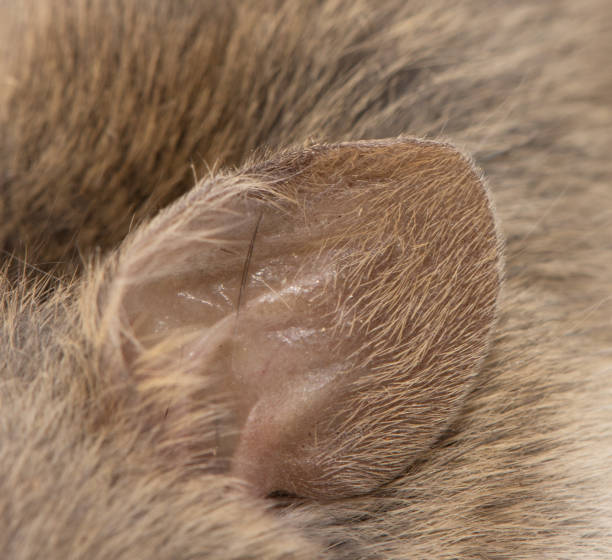 istock ear of the mouse. macro 876953460