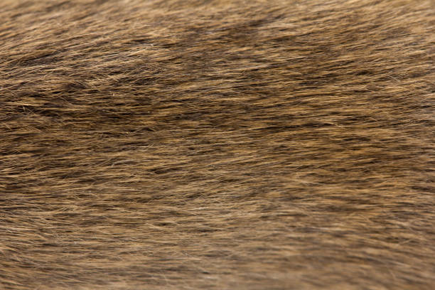 istock background of fur mouse. macro 876953692