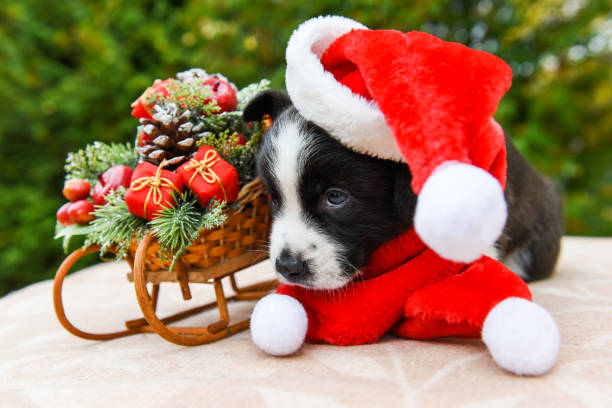 istock corgi puppy in santa hat 876956640