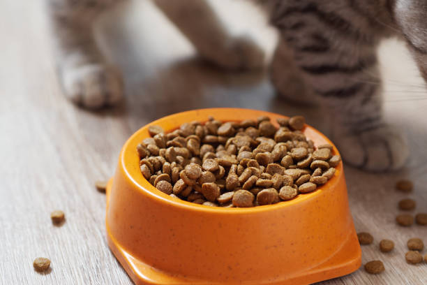 istock Dry food for cat. 876957438