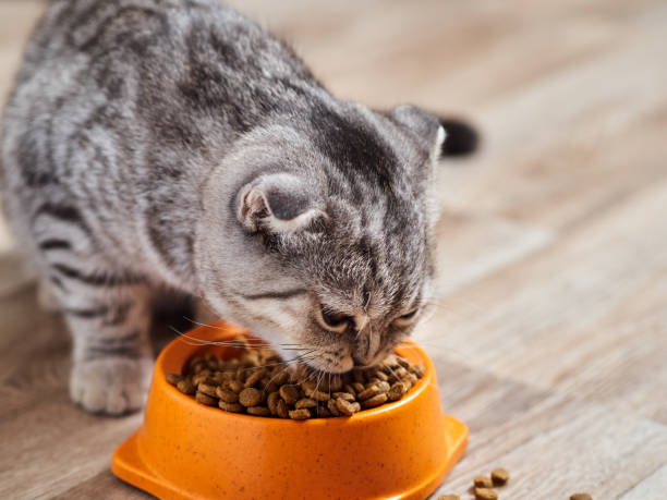 istock The cat eats dry food. 876957458
