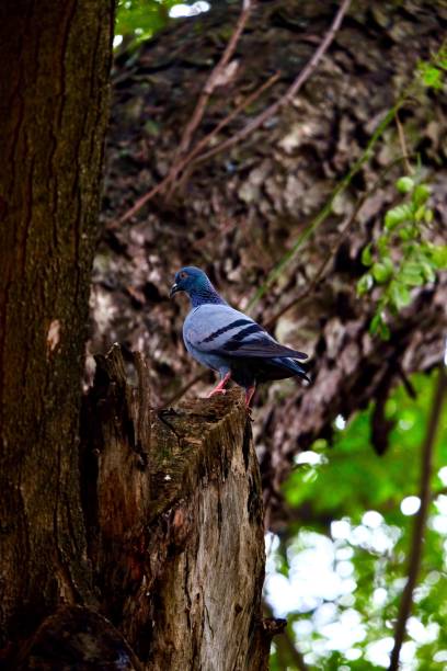 istock Gray blue Pigeon sitting on tree in shadow 876957684