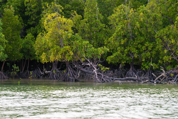 istock Coastal line with mangrove shrubs 876959050