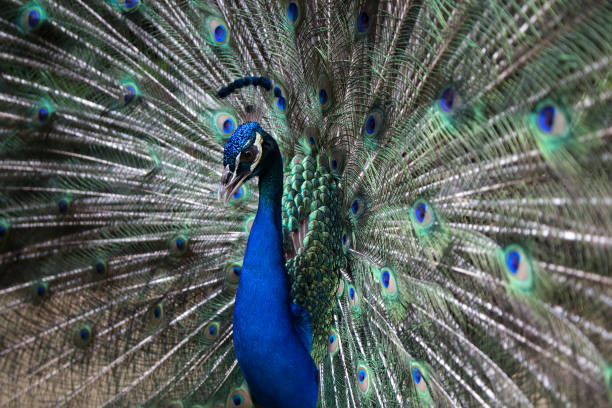 istock Male peacock bird. Open feathers tail. Pavo Cristatus 876959246