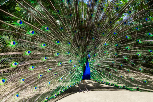 istock Male peacock bird. Open feathers tail. Pavo Cristatus 876959268