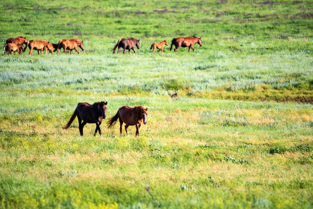istock Pair of wild horses grazing on summer meadow 876959334