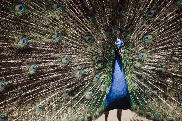 istock Male peacock bird. Open feathers tail. Pavo Cristatus 876959400